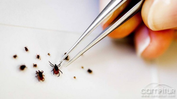 Sanidad confirma la presencia de garrapatas con fiebre hemorrágica en Extremadura 