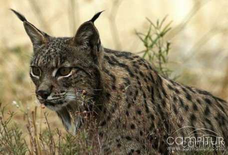 Encuentran muerto un ejemplar de lince ibérico en Valencia de las Torres 