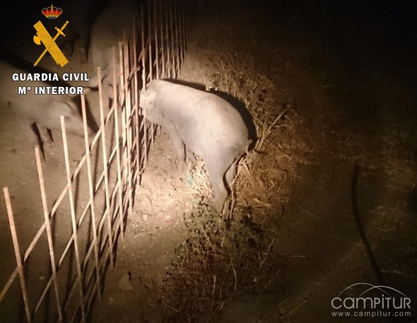 Detenidas tres personas en Azuaga por el robo de ganado porcino 