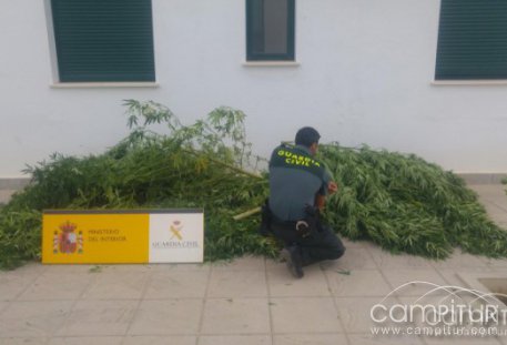 Hallan en una vivienda de El Pedroso una plantación de marihuana 