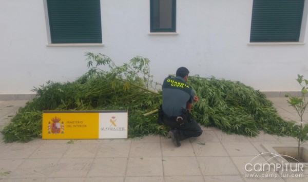Hallan en una vivienda de El Pedroso una plantación de marihuana 