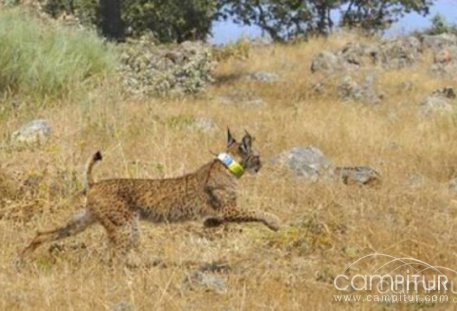 Muere otro ejemplar de lince ibérico en carreteras extremeñas 