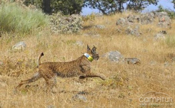 Muere otro ejemplar de lince ibérico en carreteras extremeñas 