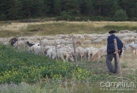 Azuaga acogerá una Jornada de Adiestramiento del Perro Pastor 