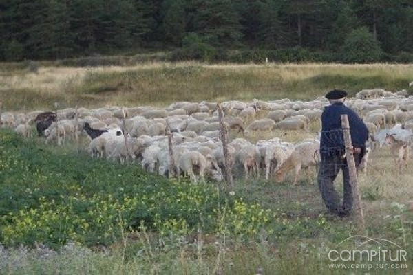 Azuaga acogerá una Jornada de Adiestramiento del Perro Pastor 