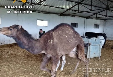 Detenidos los presuntos responsables del robo de unas 300 cabezas de ganado ovino en la Campiña Sur 