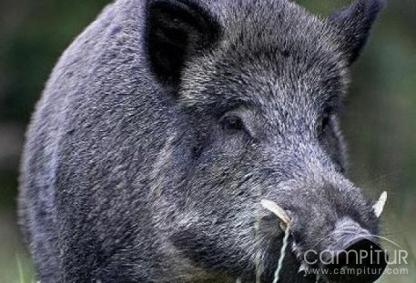 Un total de 178 piezas obtenidas durante la Montería de Azuaga 