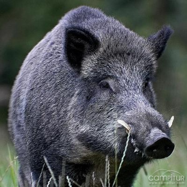 Un total de 178 piezas obtenidas durante la Montería de Azuaga 