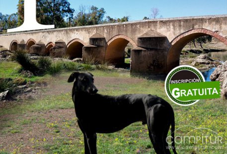 I Concurso Morfológico del Club del Galgo de Extremadura