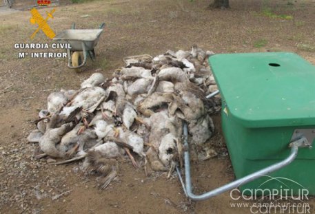 Hallan más de 140 ocas muertas en una explotación de Fuente Obejuna 