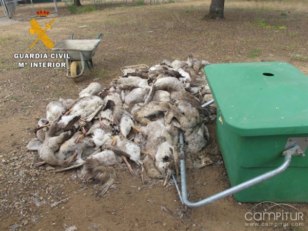 Hallan más de 140 ocas muertas en una explotación de Fuente Obejuna 