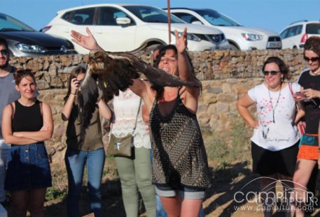 Aves recuperadas vuelan por los cielos de Reina 