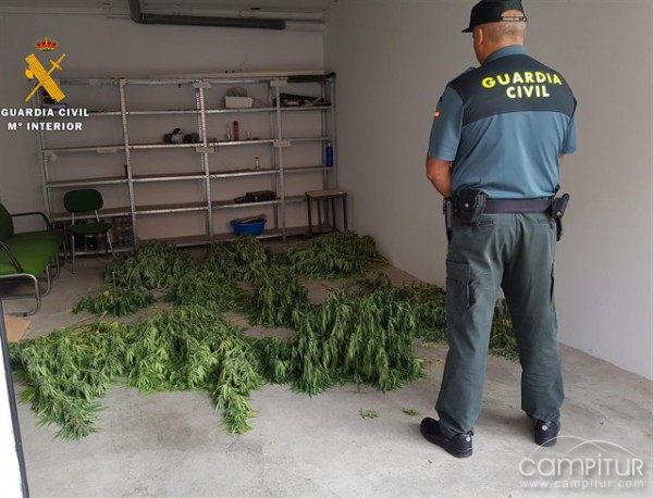 Desmantelada una plantación de marihuna en Peñarroya-Pueblonuevo 