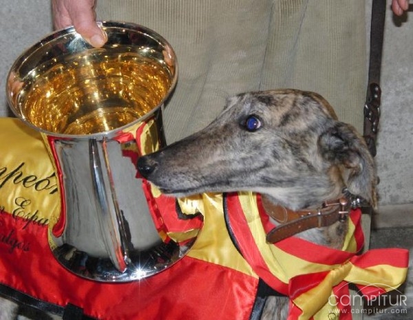 Exitosa clausura del LXXI Campeonato de España de Galgos en Azuaga