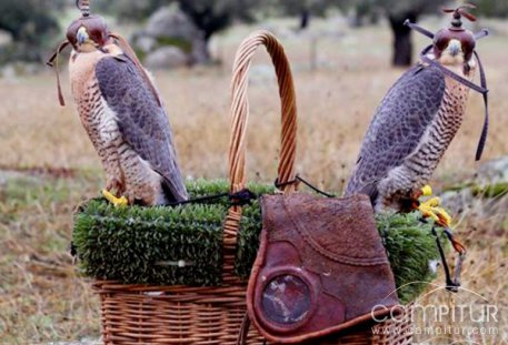 V Campeonato de Altanería de Extremadura