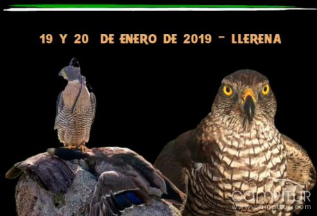 Campeonato de Extremadura de Cetrería 2019 en Llerena  