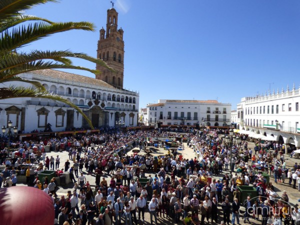 La XXV Matanza Tradicional de Llerena congrega a miles de personas 