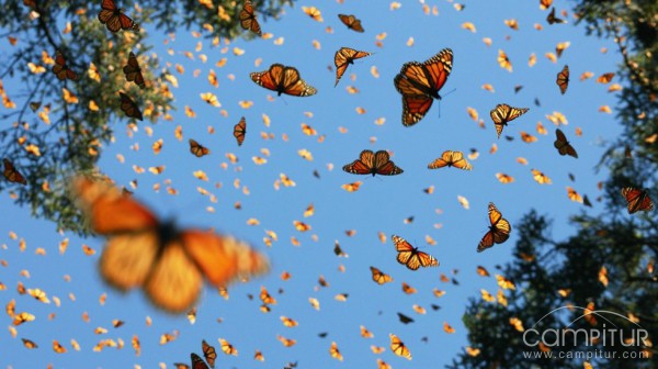 Los insectos se extinguen 