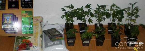 Arrestado un joven de Berlanga cuando trataba de crear una plantación de marihuana 