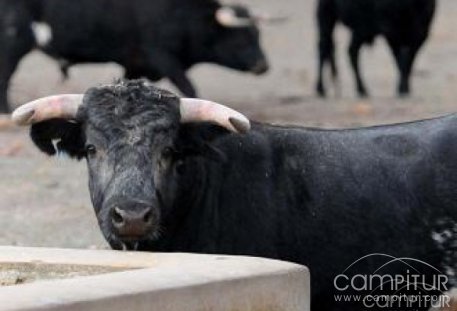 Tertulia taurina en Azuaga 