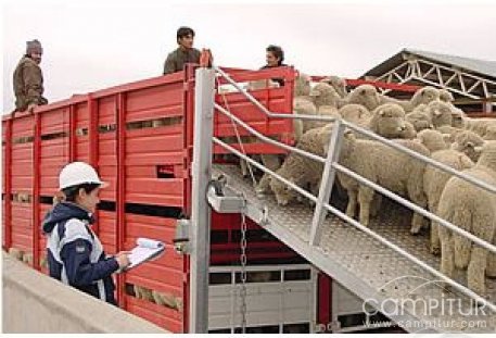 Azuaga y Llerena impartirán cursos de bienestar animal y de plaguicidas de uso agrario respectivamente 