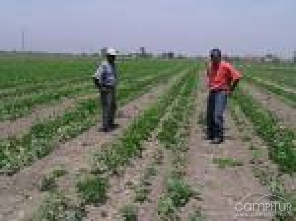 La contratación de seguros agrarios será apoyada por la Junta de Extremadura con 14 millones de euros