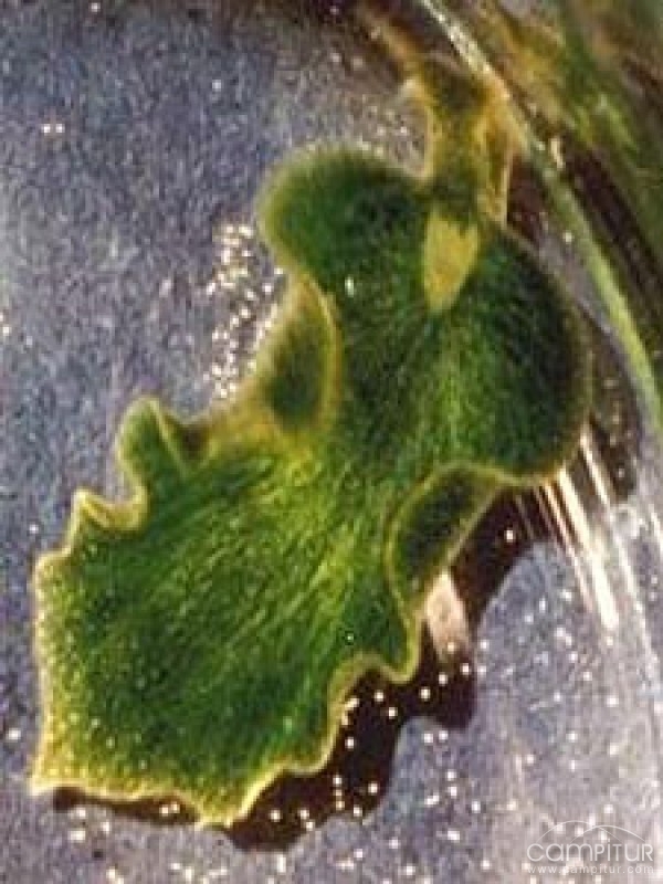 El animal-planta existe 