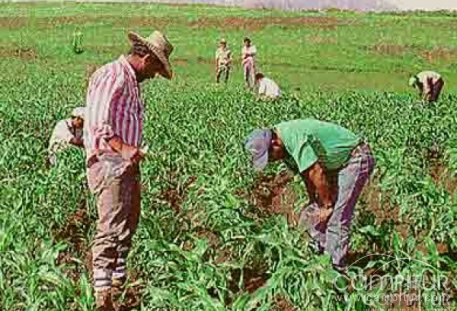 Abierto el plazo para solicitar las ayudas a los servicios de asesoramiento para los agricultores y ganaderos