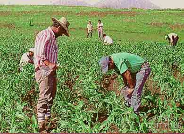 Abierto el plazo para solicitar las ayudas a los servicios de asesoramiento para los agricultores y ganaderos