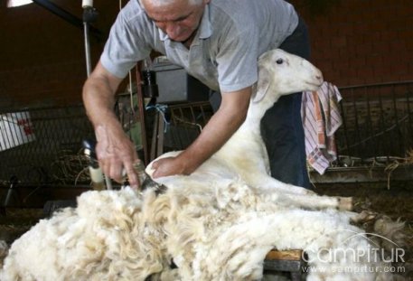 Llera acogerá la celebración de un curso de esquileo de ovejas 