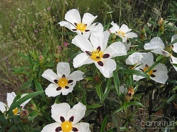 Peraleda del Zaucejo celebra la Fiesta de la Jara en Flor 