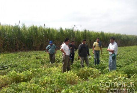 El Centro de Investigación “Finca la Orden-Valdesequera” organiza una jornada en Maguilla 