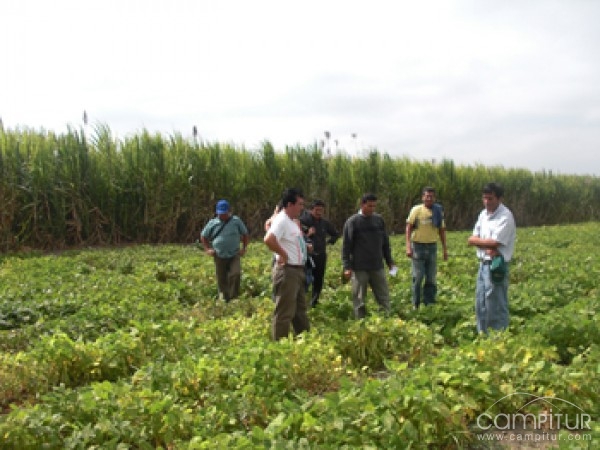 El Centro de Investigación “Finca la Orden-Valdesequera” organiza una jornada en Maguilla 